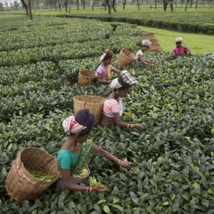 Workers picking organic tea at the Maud Tea Estate, Chabua, District Tinsukia, Assam, India. May 2, 2013